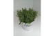 Lavandula aromance white wit 