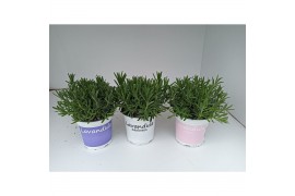 Lavandula Mixkar - Kleur per laag