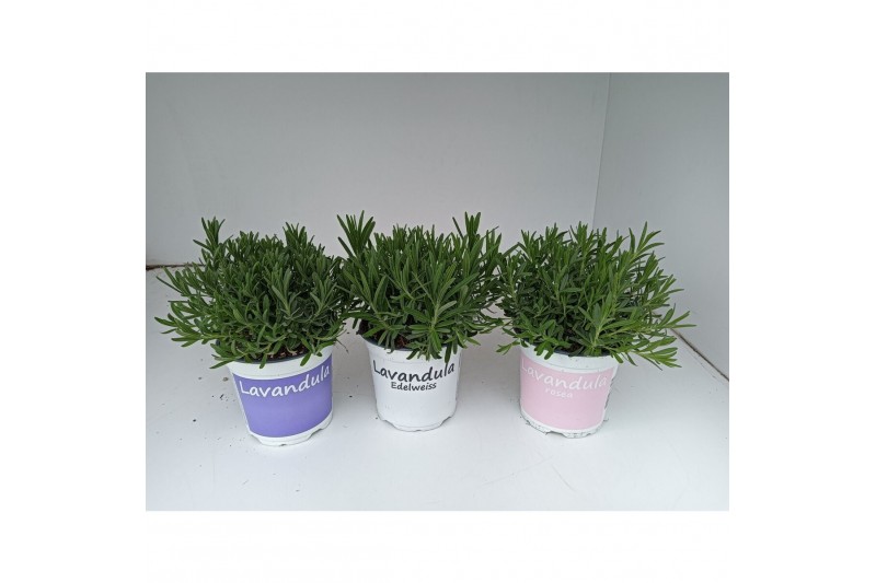 Lavandula Mixkar - Kleur per laag 