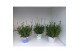 Lavandula Mixkar - Kleur per laag 