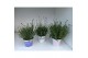 Lavandula Mixkar - Kleur per laag 
