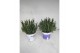 Lavandula Mixkar - Kleur per laag 
