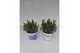 Lavandula Mixkar - Kleur per laag 