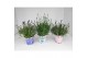 Lavandula Mixkar - Kleur per laag 