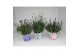 Lavandula Mixkar - Kleur per laag 
