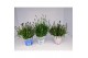 Lavandula Mixkar - Kleur per laag 