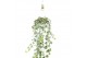 Hedera helix goldchild 17pp - 80-90cm Rank - Hangpot XXL 