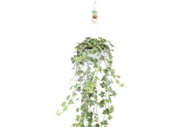 Hedera helix goldchild 17pp - 80-90cm Rank - Hangpot XXL
