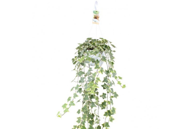 Hedera helix goldchild 17pp - 80-90cm Rank - Hangpot XXL Hedera helix goldchild 17pp - 80-90cm Rank - Hangpot XXL