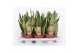 Sansevieria trifasciata superba 