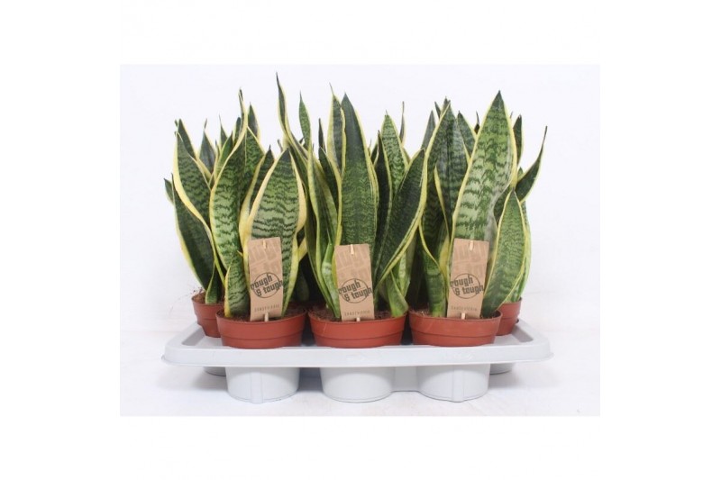 Sansevieria trifasciata superba 