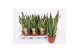 Sansevieria trifasciata superba 