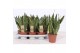Sansevieria trifasciata superba 