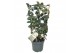 Tachelospermum jasminoides 1 pp 