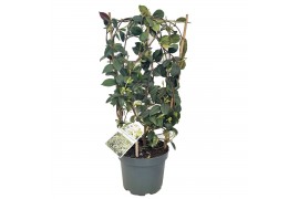 Tachelospermum jasminoides 1 pp