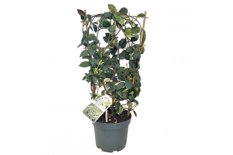 Tachelospermum jasminoides 1 pp 