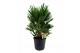 Chamaerops humilis vulcano 