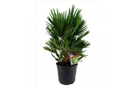 Chamaerops humilis vulcano