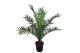 Phoenix canariensis 