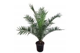 Phoenix canariensis