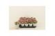 Kalanchoe calandiva weaver 