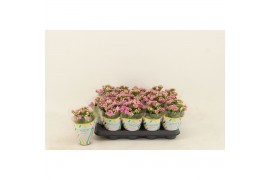Kalanchoe calandiva weaver