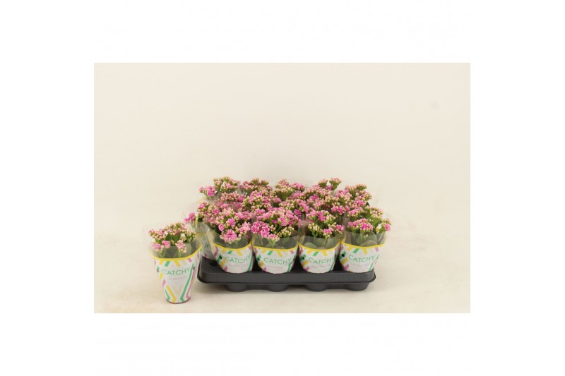 Kalanchoe calandiva weaver 