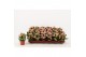 Kalanchoe calandiva weaver zonder hoes 