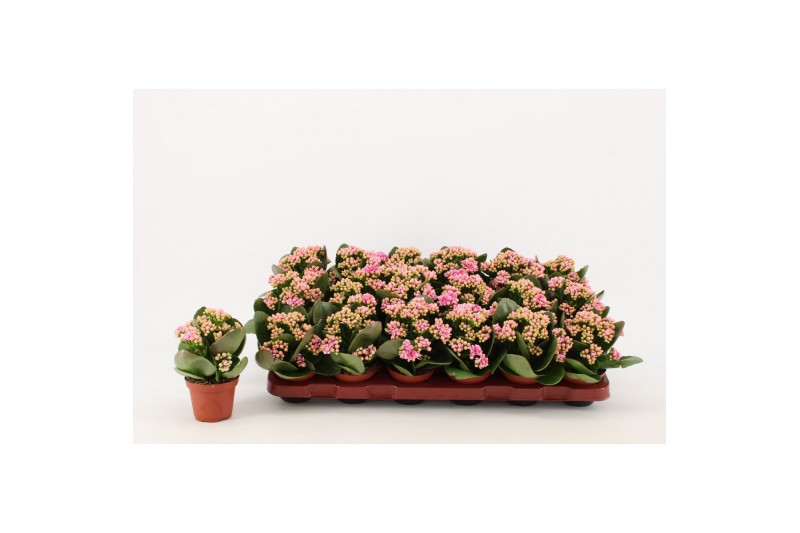 Kalanchoe calandiva weaver zonder hoes 