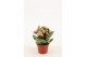 Kalanchoe calandiva weaver zonder hoes 