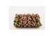 Kalanchoe calandiva weaver zonder hoes 