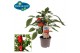Capsicum annuum paprika pick&joy red pepper 