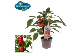 Capsicum annuum paprika pick&joy red pepper