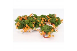 Begonia papaya oranje