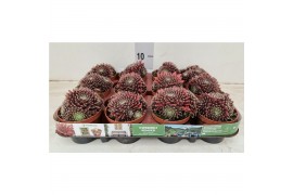 Sempervivum Lyon