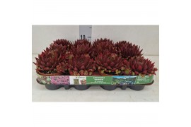 Sempervivum "Paris"