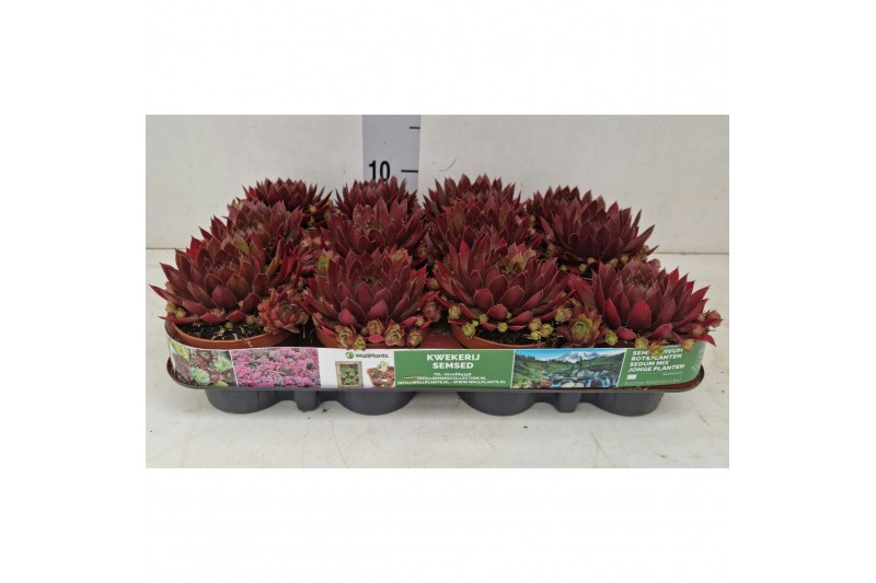 Sempervivum "Paris" 