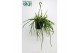 Rhipsalis Selenisereus Werkleii 