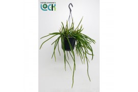 Rhipsalis Selenisereus Werkleii