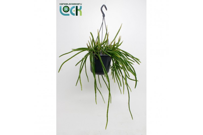 Rhipsalis Selenisereus Werkleii 