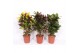 Codiaeum variegatum mix vertakt mixlaag 