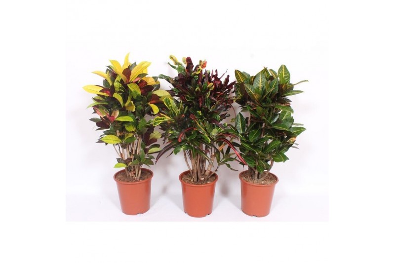 Codiaeum variegatum mix vertakt mixlaag 