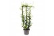 Tachelospermum jasminoides Rek 