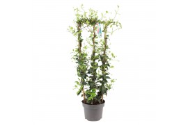 Tachelospermum jasminoides Rek