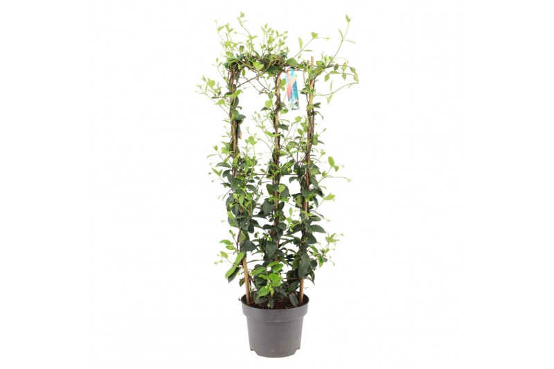 Tachelospermum jasminoides Rek 