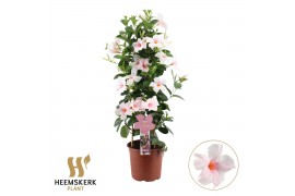 Mandevilla sanderi summerstar pink touch piramide