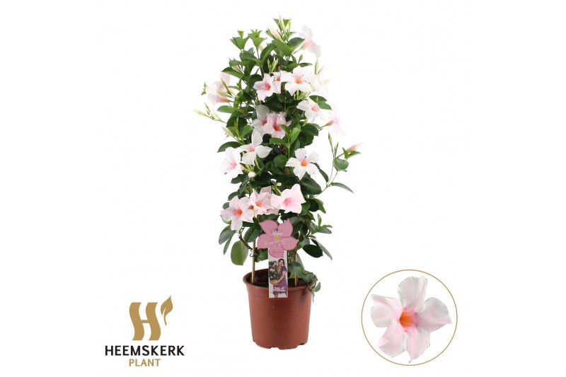 Mandevilla sanderi summerstar pink touch piramide Mandevilla sanderi summerstar pink touch piramide