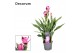 Curcuma alismatifolia siam splash decorum 