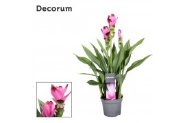 Curcuma alismatifolia siam splash decorum