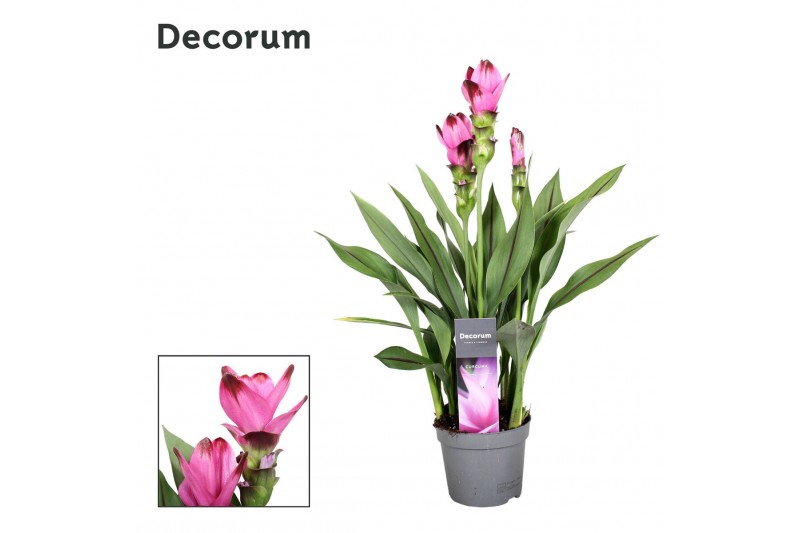 Curcuma alismatifolia siam splash decorum Curcuma alismatifolia siam splash decorum